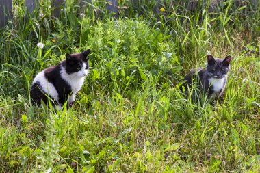 Çimlerin üzerindeki kediler