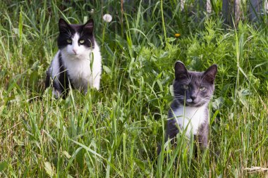 Çimlerin üzerindeki kediler