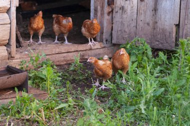 Çiftlikte kırmızı yumurtlayanlar