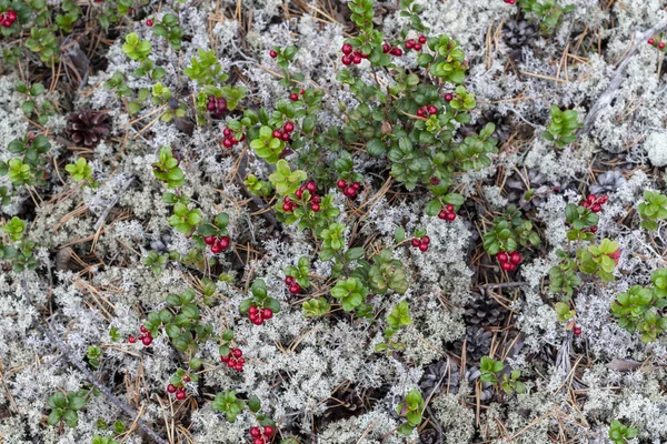 Fresa Crece Liquen Cladonia Rangiferina — Foto de Stock