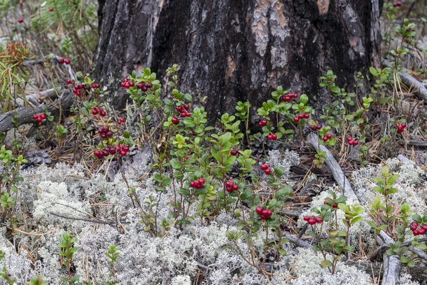 Fresa Crece Bosque Cerca — Foto de Stock