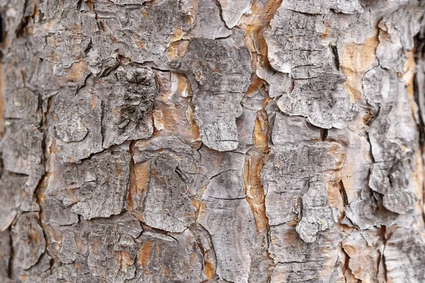 松樹皮のテクスチャー — ストック写真
