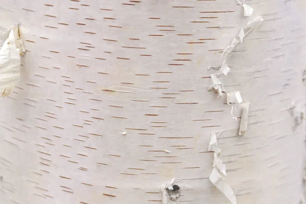 白樺樹皮のクローズ アップ テクスチャ — ストック写真