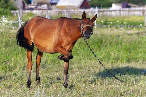 面白い馬が彼女の足を上げた — ストック写真