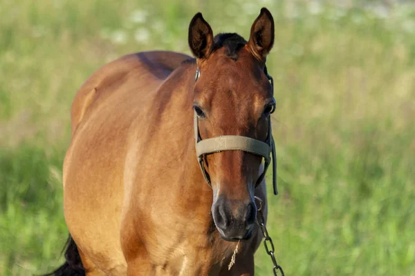 Häst Som Betar Äng — Stockfoto