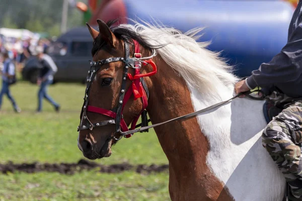 ハーネスのまだら馬 — ストック写真