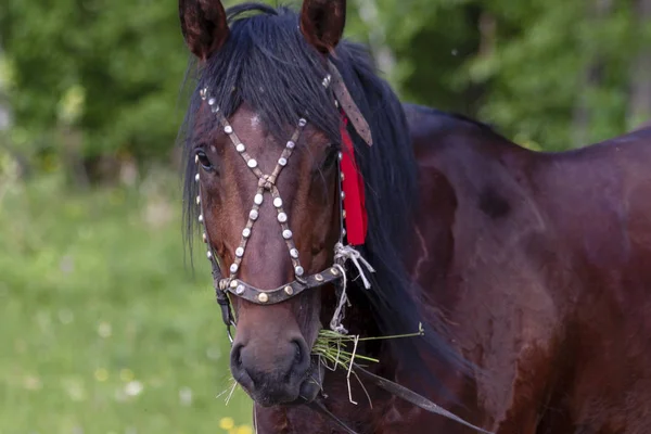 ハーネスの馬湾スーツ — ストック写真