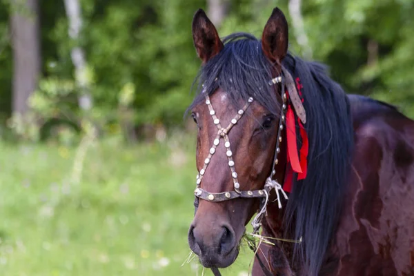 Häst Bay Kostym Sele — Stockfoto