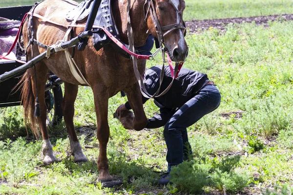 男が馬のひづめを調べます — ストック写真