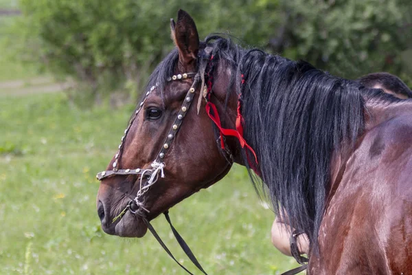 ハーネスの馬湾スーツ — ストック写真