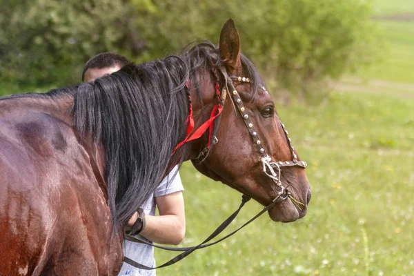 馬と男 — ストック写真