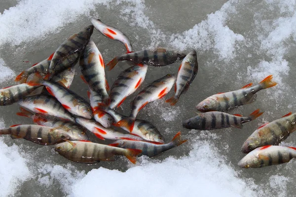 Bir Sürü Buz Üstünde Balık Levrek Balık Tutma Kış — Stok fotoğraf