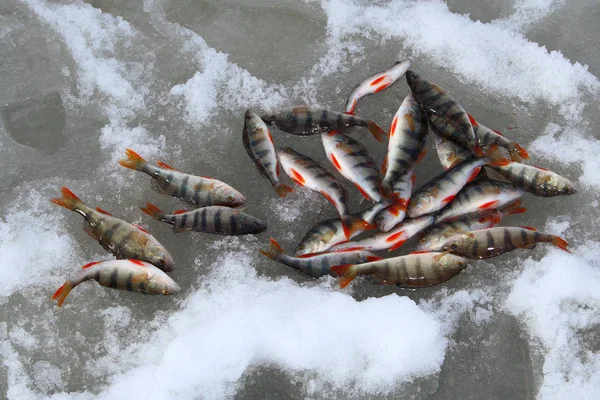 Bir Sürü Buz Üstünde Balık Levrek Balık Tutma Kış — Stok fotoğraf