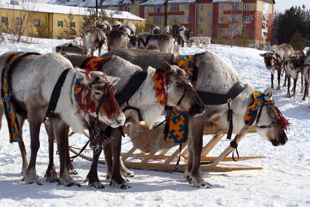 A beautifully decorated reindeer team is resting after the races. The reindeer race during the reindeer herders' festival in Siberia
