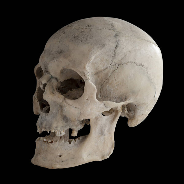Anatomical  real human skull, closeup. Angle view three quarters. Isolated on black background and clipping path.