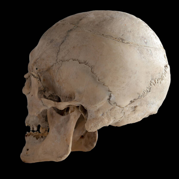 Anatomical  real human skull, closeup. Angle from the back. Isolated on black background and clipping path. 
