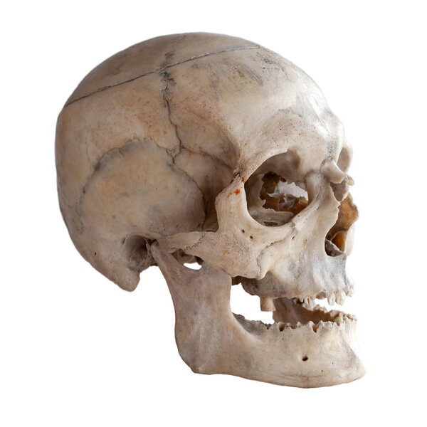 Anatomical  real human skull, closeup. Angle view three quarters. Isolated on white background and clipping path.