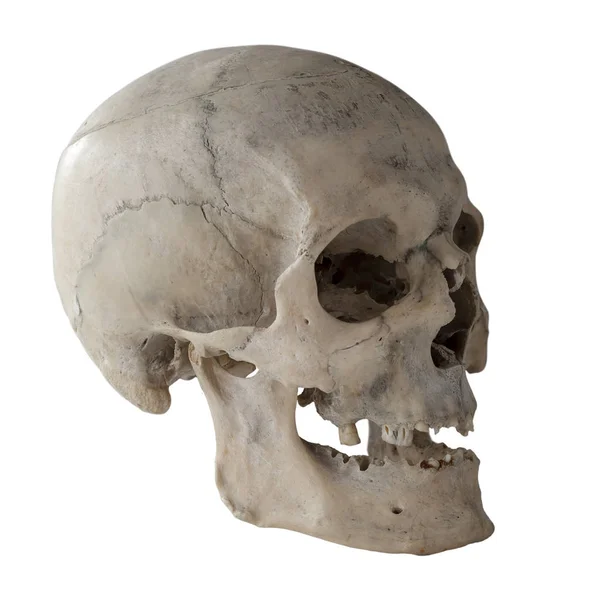 Anatomical Real Human Skull Closeup Angle View Three Quarters Isolated Stock Photo