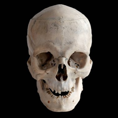 Anatomik gerçek insan kafatası, portre. Önden görünüm. Siyah arka plan ve kırpma yolu izole. 