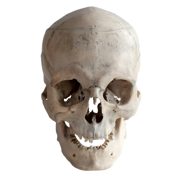 Anatomik gerçek insan kafatası, portre. Önden görünüm. Beyaz arka plan ve kırpma yolu izole. 