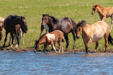 Tay atlarla sürüsü, sıcak bir yaz gününde bir su birikintisi su iç. Başqırdıstan.