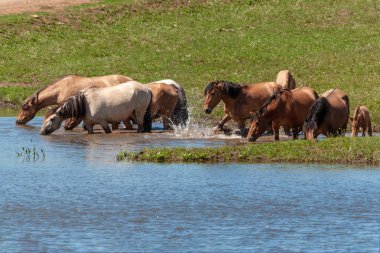 At nalı are içinde belgili tanımlık su ve içecek su. Başqırdıstan.