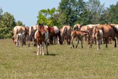 Benekli at. Atları bir yeşil çayır üzerinde otlatmak. Başqırdıstan.