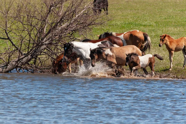 Herd Horses Foals Drink Water Pond Frolic Bashkiria — Stock Photo, Image