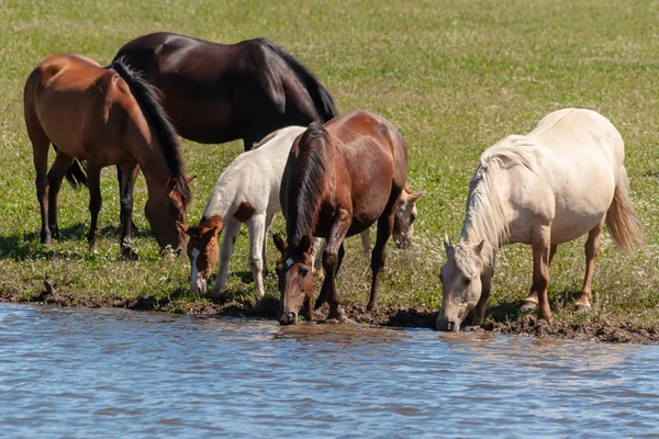 Herd Horses Foals Drink Water Pond Hot Summer Day Bashkiria — Stock Photo, Image