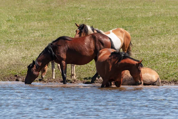 Konie Źrebiąt Pić Wody Stawie Konie Odpoczynku Pobliżu Wody Bashkiria — Zdjęcie stockowe