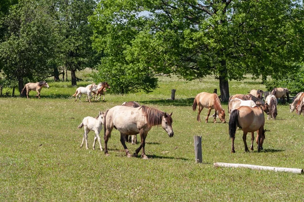 Horses Foals Graze Green Pasture Bashkiria — Stock Photo, Image