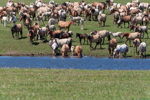 A large herd of horses go to water. Bashkiria.