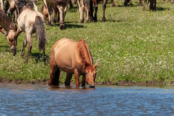 Kůň Stojí Vodě Rybníka Pije Vodu Tam Koně Místě Zalévání — Stock fotografie