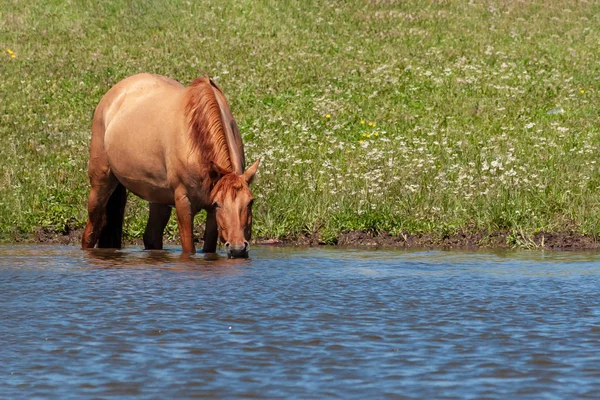 Koń Stoi Wodzie Stawu Pije Wodę Stamtąd Konie Miejscu Podlewania — Zdjęcie stockowe