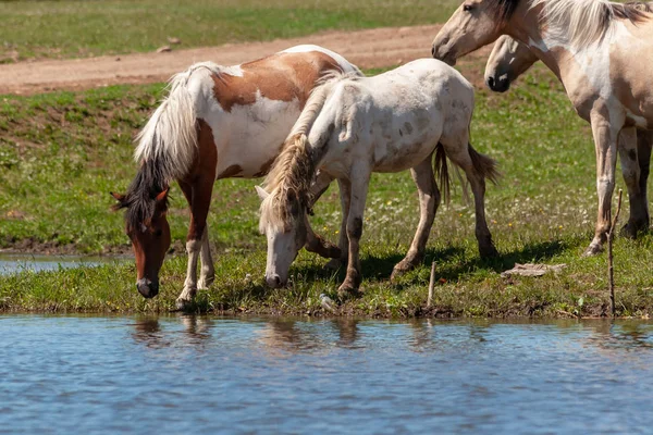 Konie Brzegu Stawu Konie Miejscu Podlewania Bashkiria — Zdjęcie stockowe