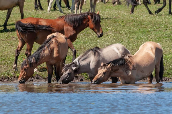 Cavalli Sono Nell Acqua Bevono Acqua Bashkiria — Foto Stock