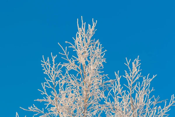 Bianco Rami Gelidi Dell Albero Guardare Bello Contro Cielo Blu — Foto Stock