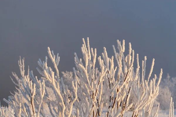 Witte Frosty Takken Van Boom Ziet Prachtig Tegen Blauw Grijze — Stockfoto