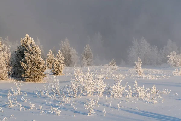 Snow-covered pines and snow-covered bushes, lit by the sun, against the backdrop of dense fog.