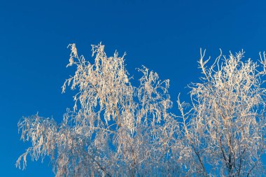 Güzel beyaz frost, parlak mavi gökyüzü ile kaplı ağaç, üst kısmı. Kışın huş ağacı.