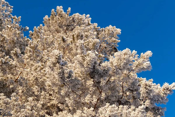 Parte Superior Árvore Coberta Com Bela Geada Branca Contra Céu — Fotografia de Stock