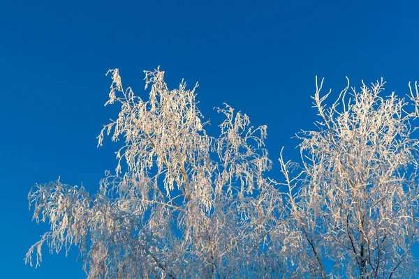 Het Bovenste Gedeelte Van Boom Voorzien Van Mooie White Frost — Stockfoto