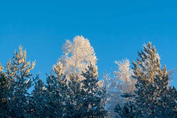 Cime Conifere Coperte Neve Gelo Contro Cielo Blu Pineta Inverno — Foto Stock