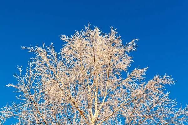 Parte Superiore Dell Albero Coperta Bel Gelo Bianco Contro Cielo — Foto Stock