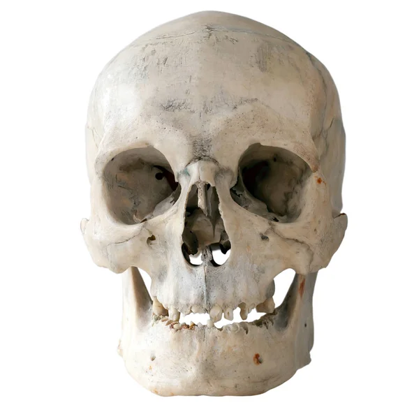 Human Skull Full Face Isolated White — Stock Photo, Image