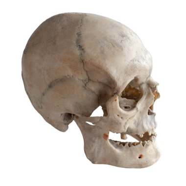 Sağa, sağa doğru ışık arıyor insan kafatası profil. Beyaz izole.