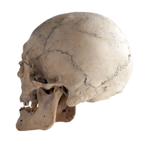 Anatomy Adult Human Skull Rear View Side Isolated White — Stock Photo, Image