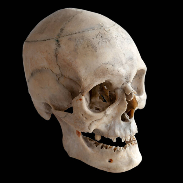 Anatomy of an adult human skull. Three-quarter angle. Isolated on black.
