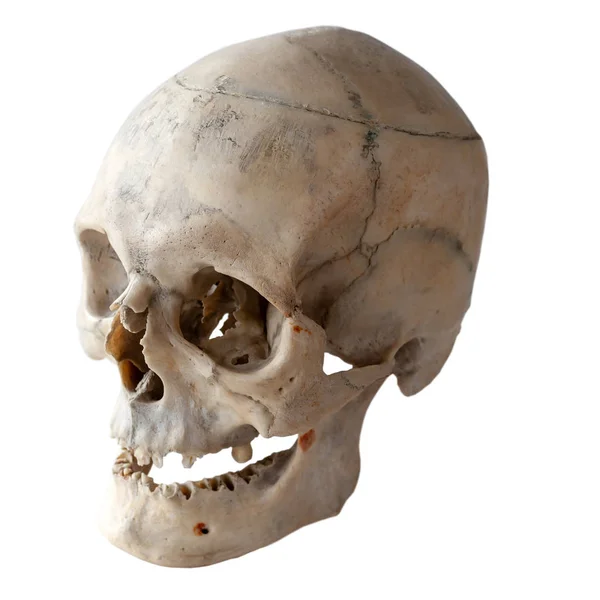 左の光を人間の頭蓋骨の写真 フルライフ七分角 白で隔離 — ストック写真