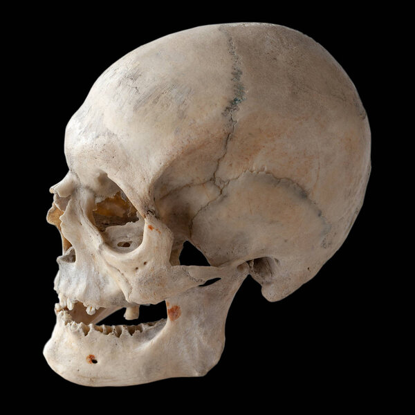 The profile of the human skull looking to the left, the light to the left. Isolated on black.